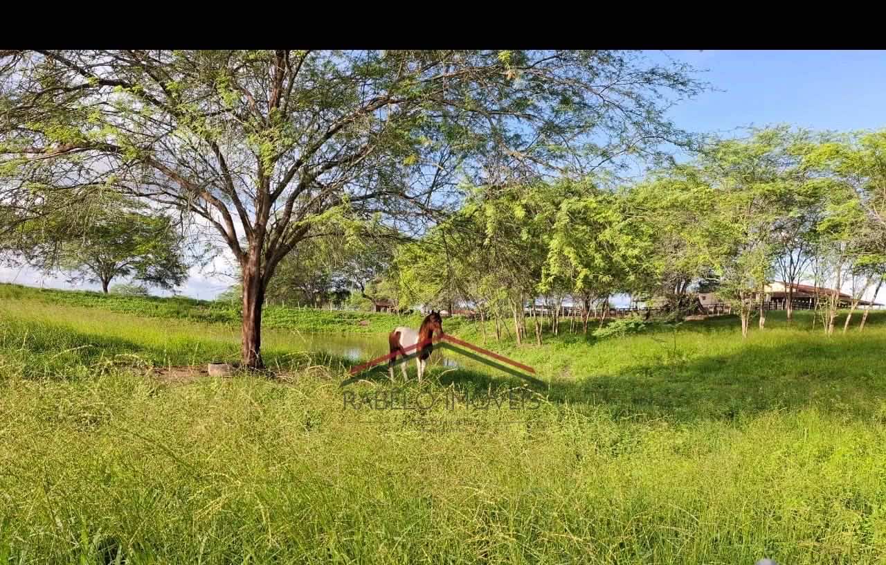 Fazenda Completa em Limoeiro – 281,6 Hectares em Limoeiro